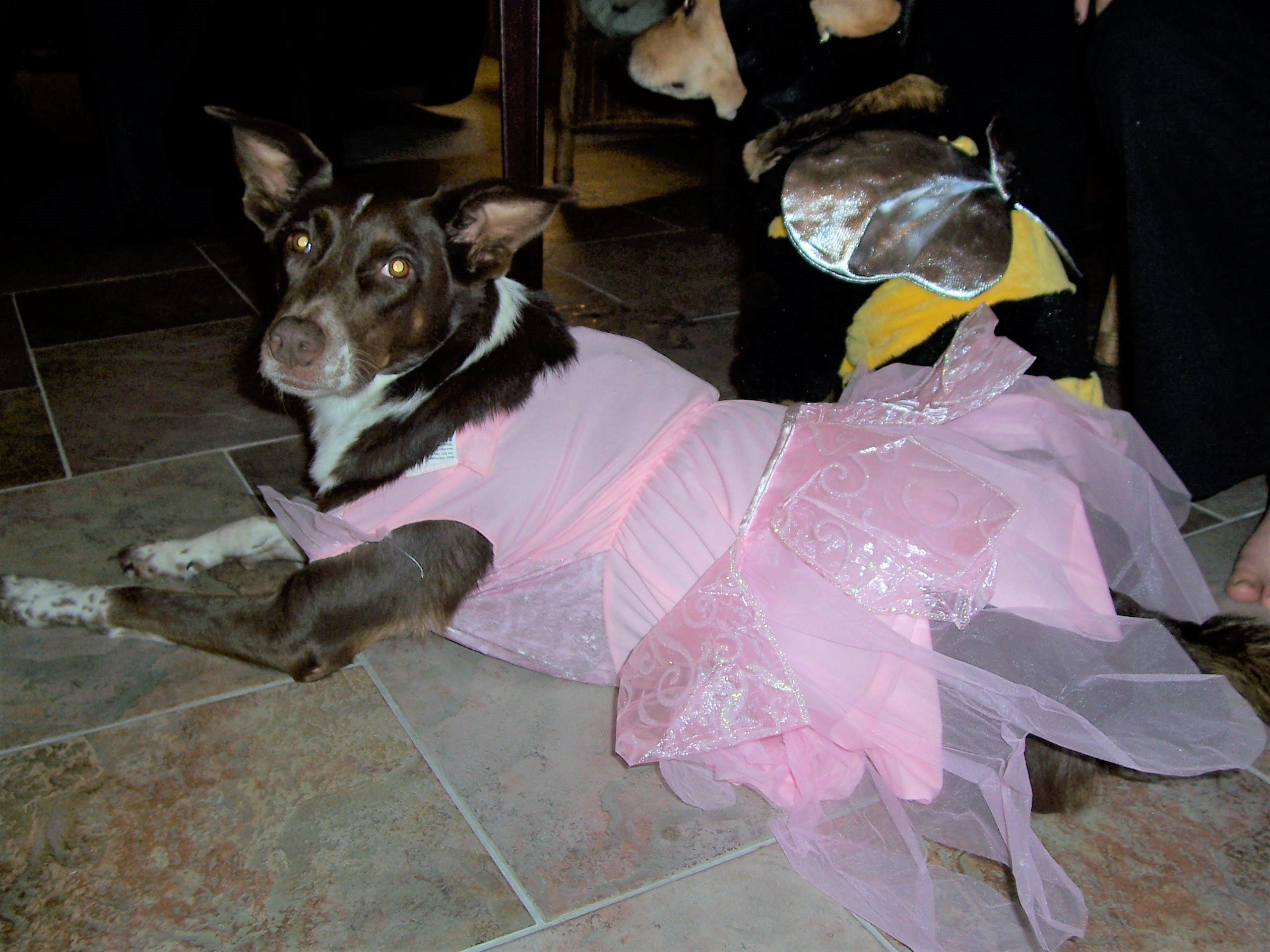 Agility dog in ballerina costume