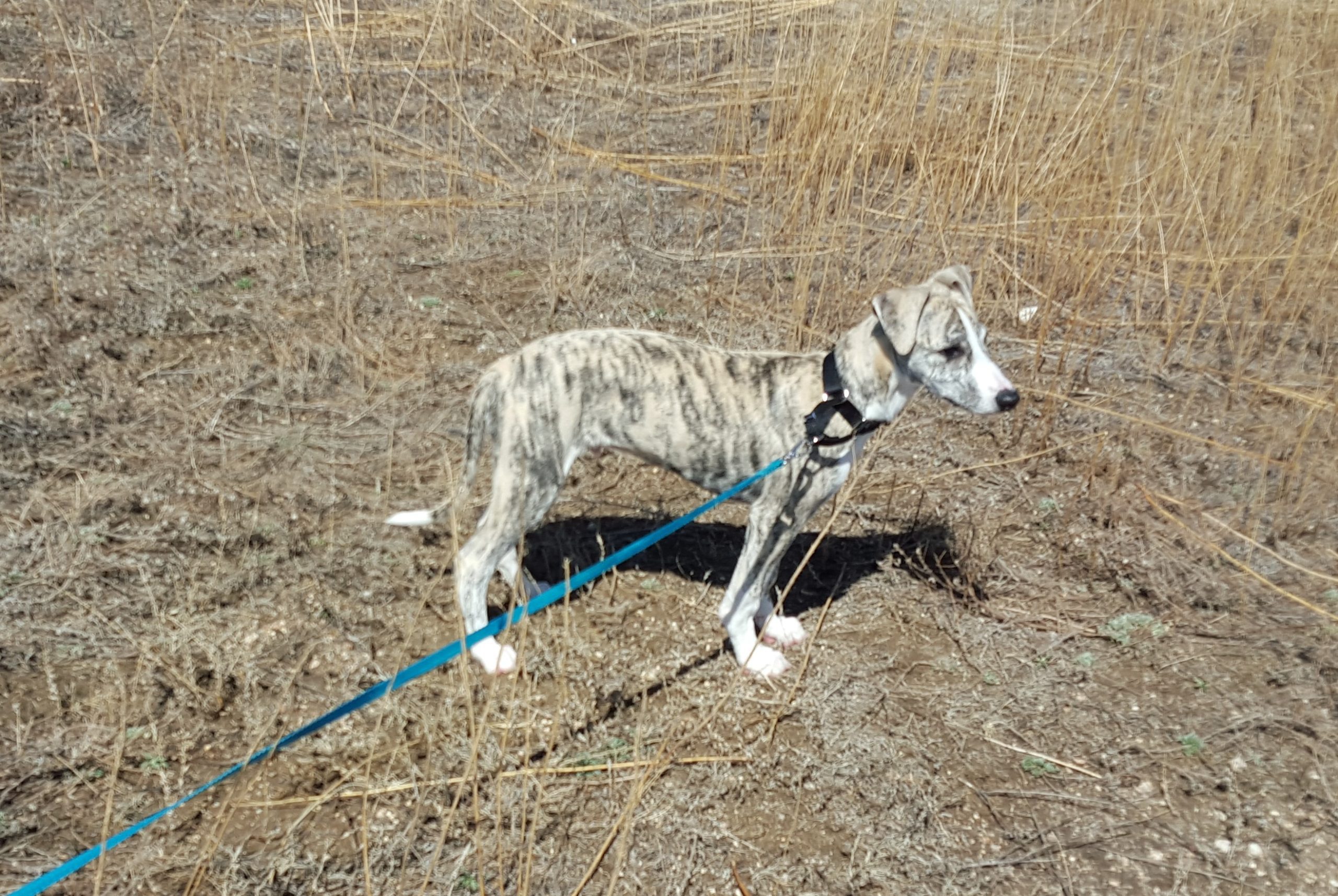 Whippet puppy Rainer on a leash