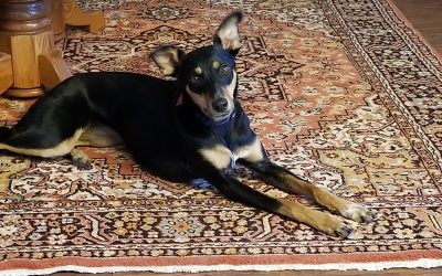 A Startling Confession About My Dog Training