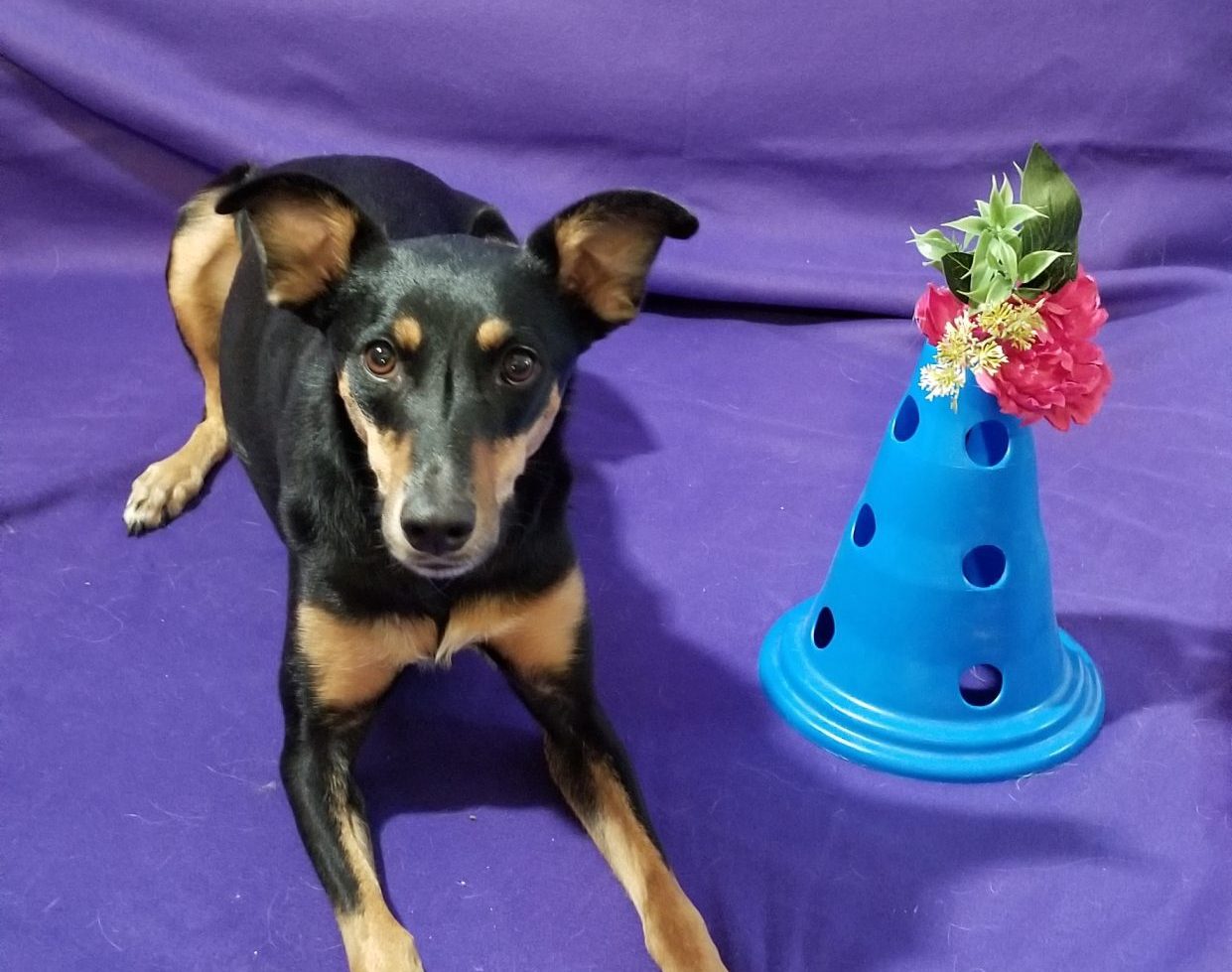 Dog lying down by flowers