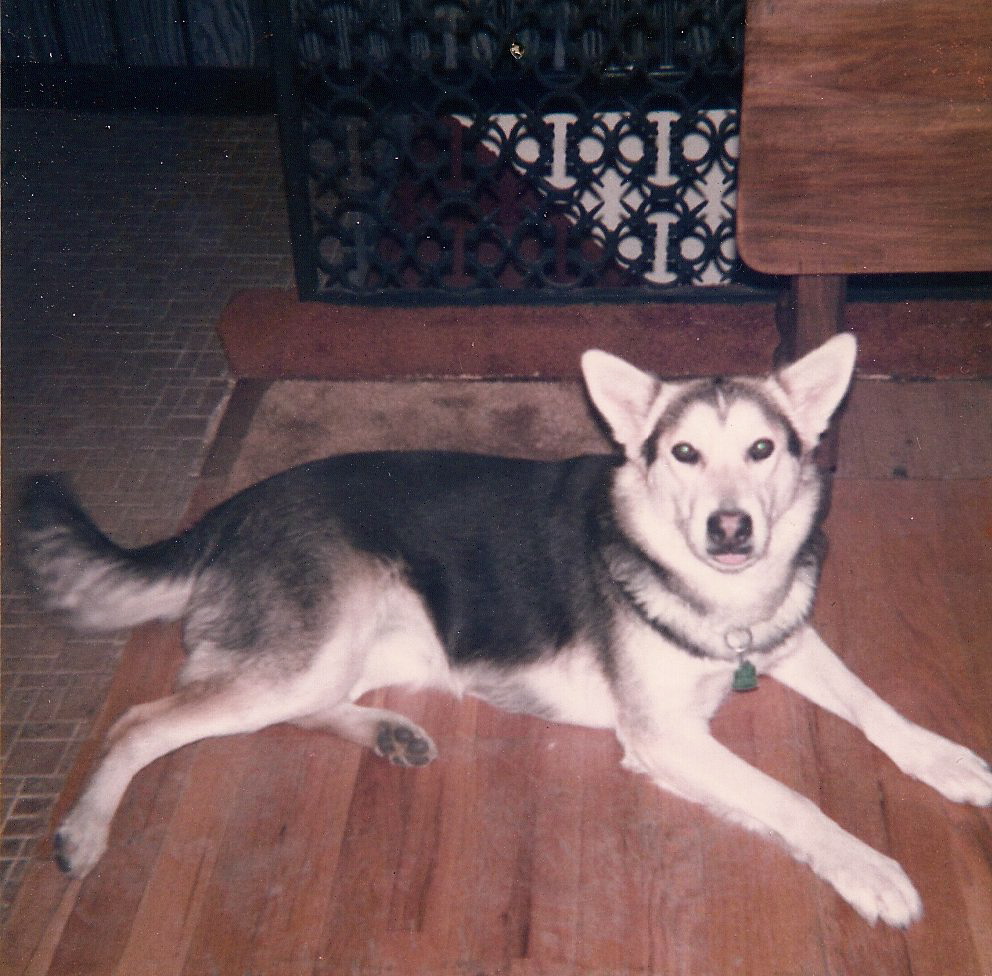 Dog lying on the floor