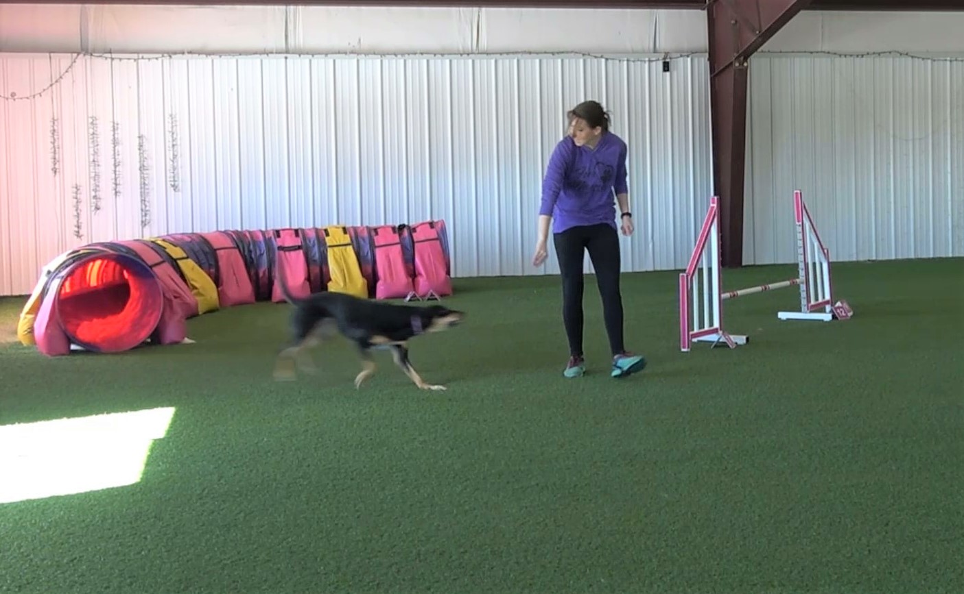 Agility dog exiting a tunnel