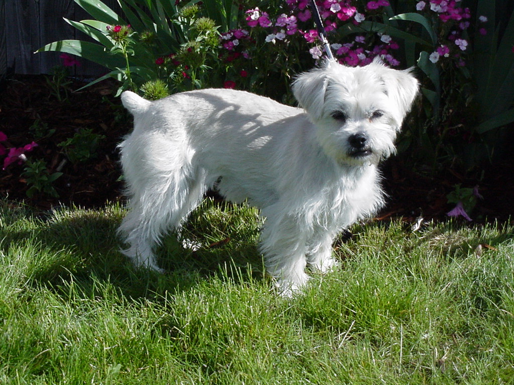 Small white dog in front of flowers