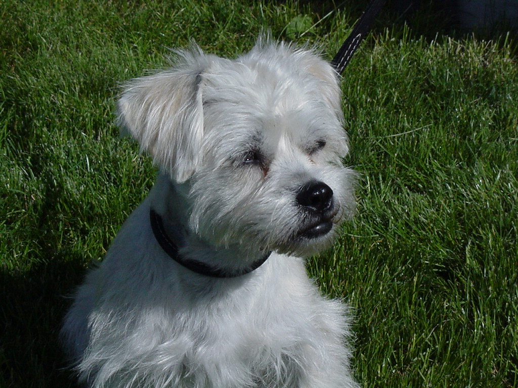 Pet dog sitting in the grass