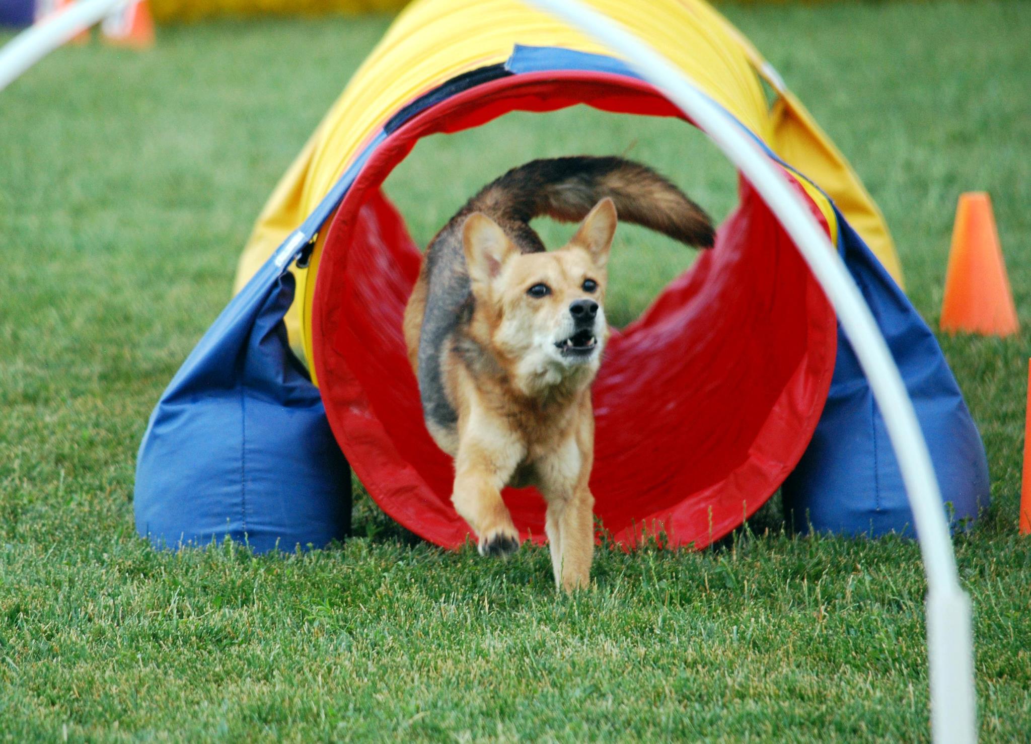 Agility dog exiting a tunnel