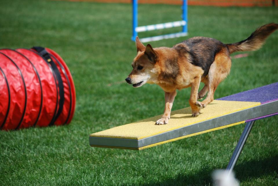 Agility dog navigating the teeter