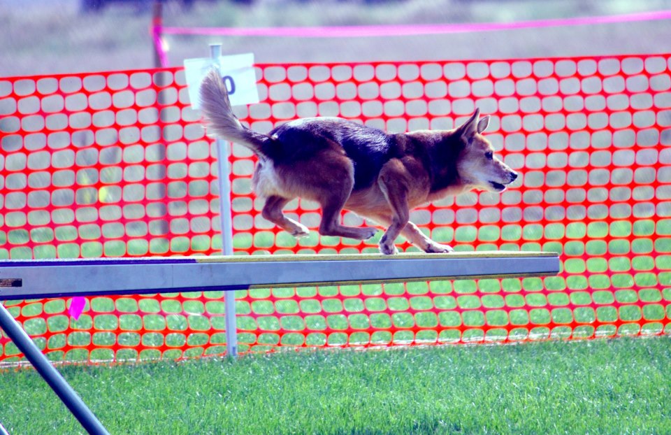 Agility dog on the teeter