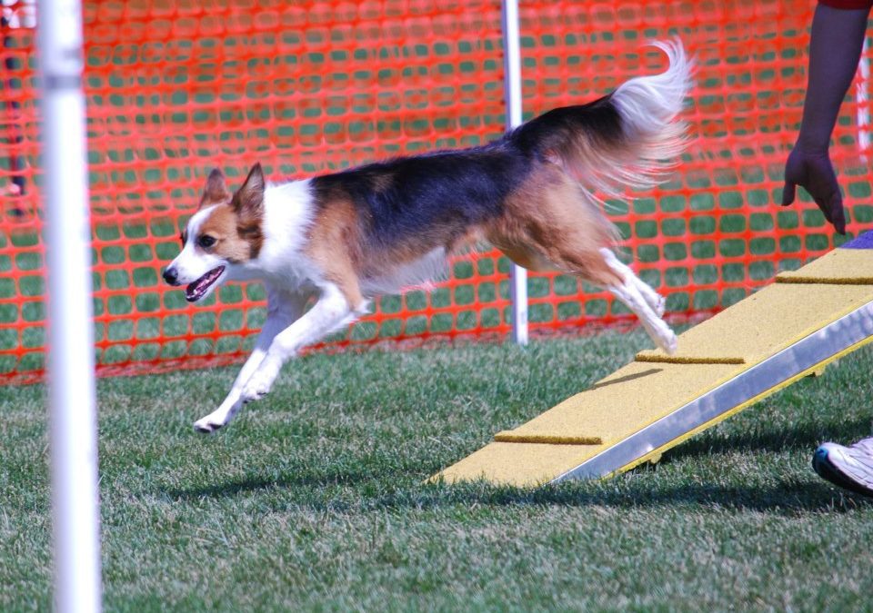 Dog Agility Contact Training: Do You Really Need Running Contacts?
