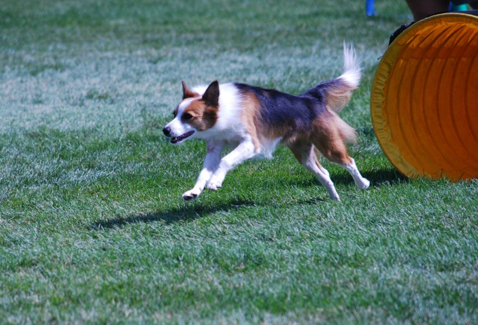 Agility dog running after a tunnel