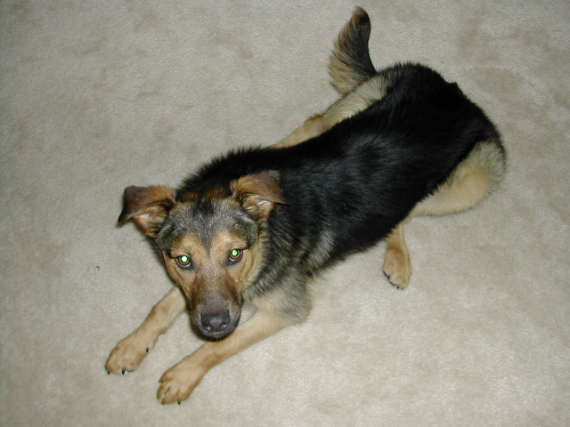 Agility dog relaxing on the carpet