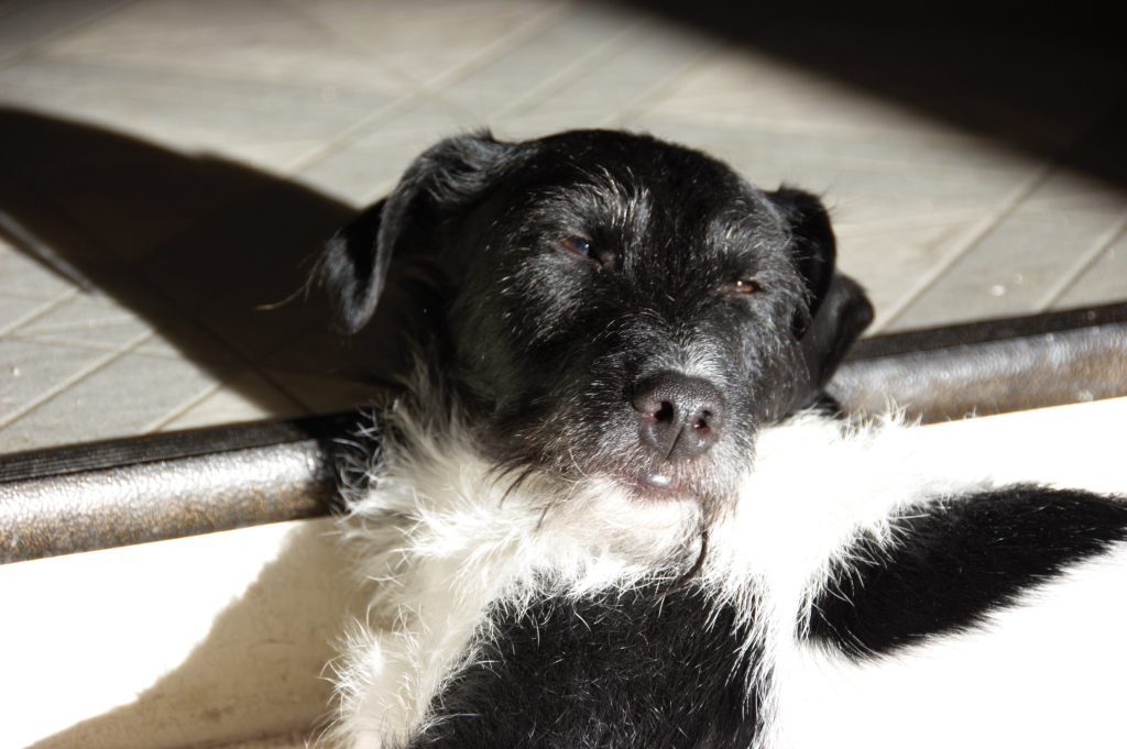 Agility dog in the sun
