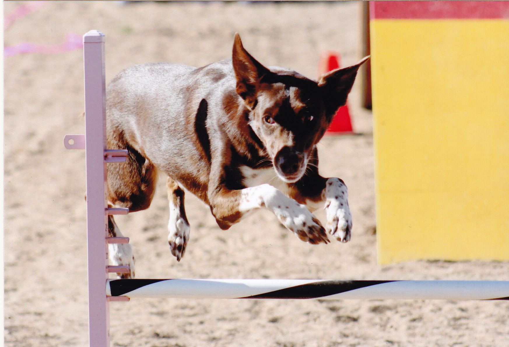 Dog jumping an agility jump