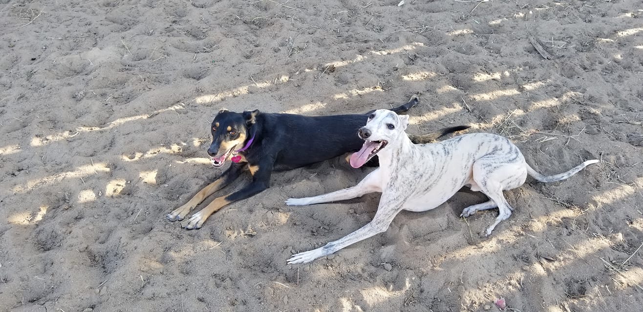 Two dogs resting after play