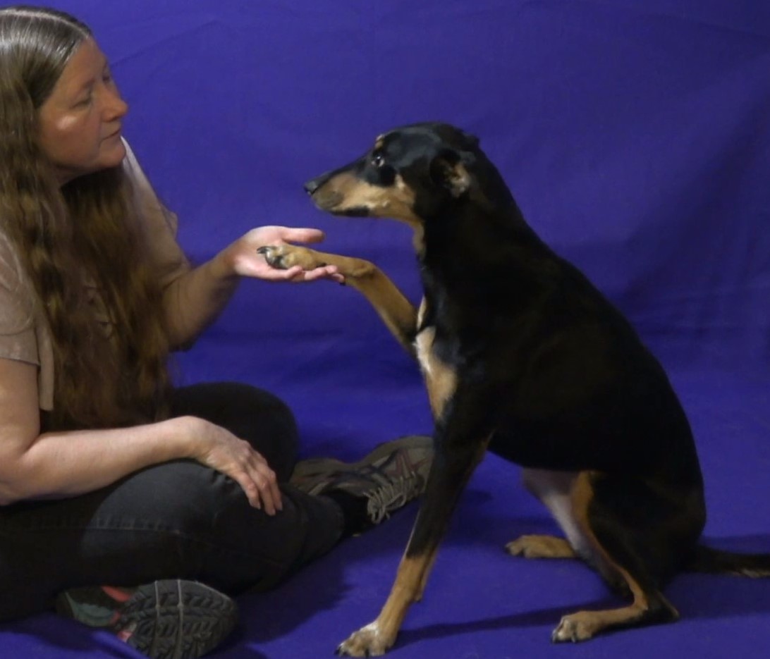 Dog shaking with owner