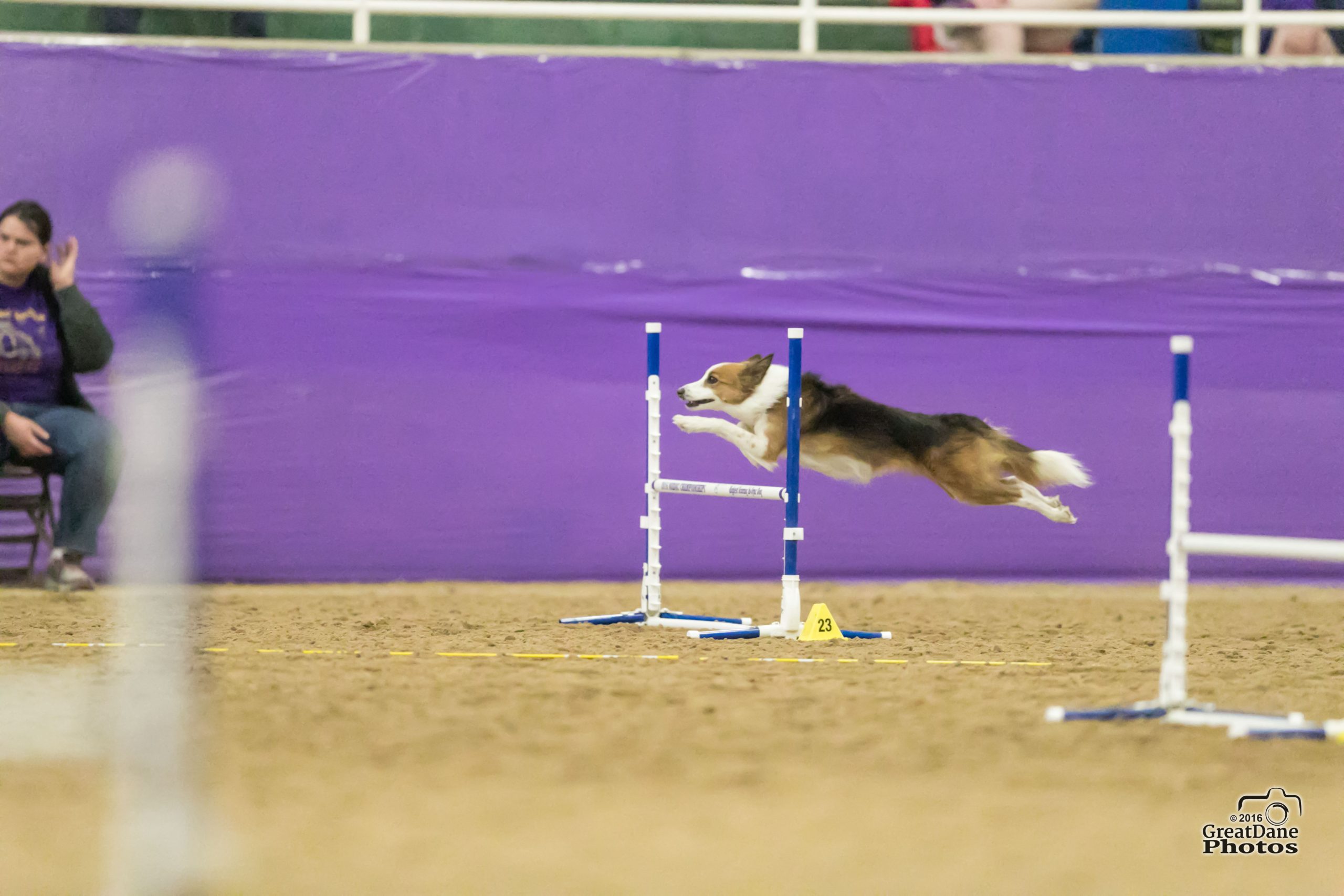 Agility dog going over a jump at championships