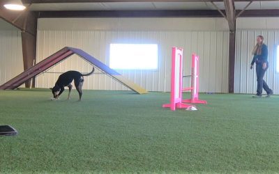 How to Teach Distance for Agility and Tricks