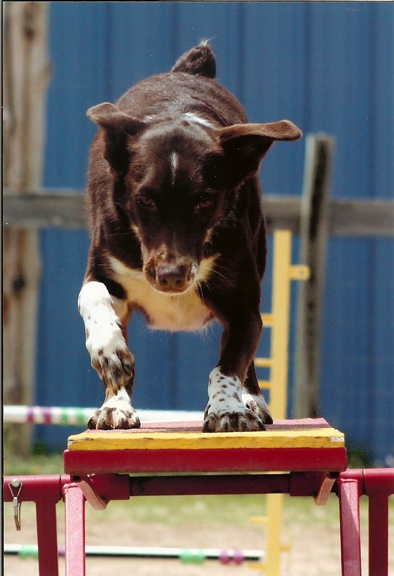 Agility dog navigating the teeter