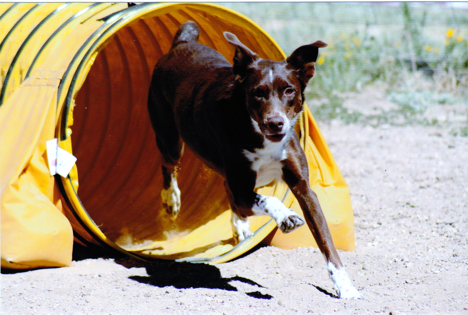 Agility dog exiting a tunnel