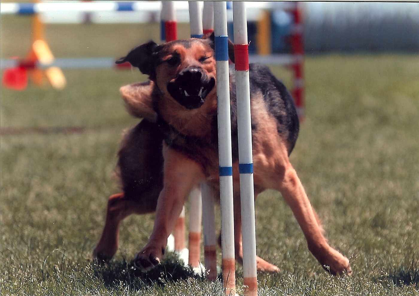 Agility dog weaving