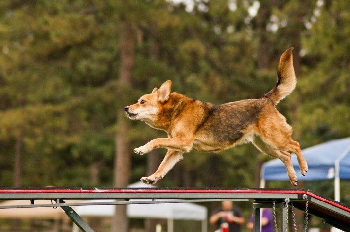 Agility dog running across the dog walk