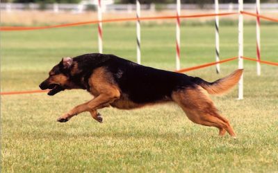 Is Your Agility Dog a Pinto or a Ferrari?