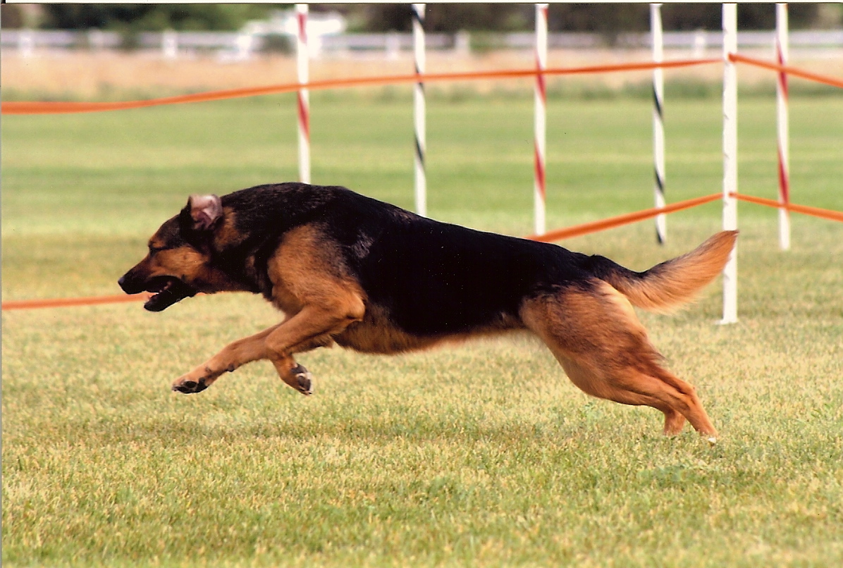 Agility dog running on course