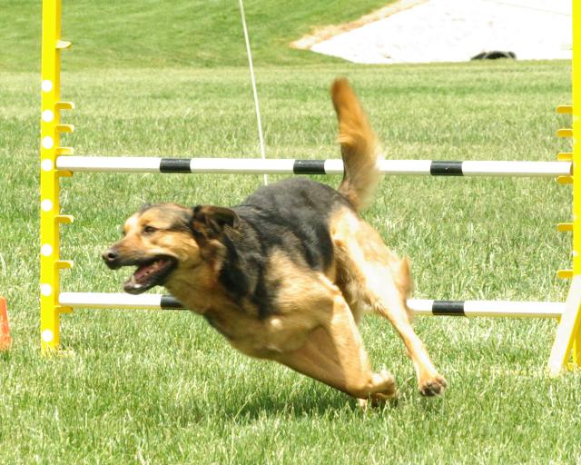 Dog landing after an agility jump