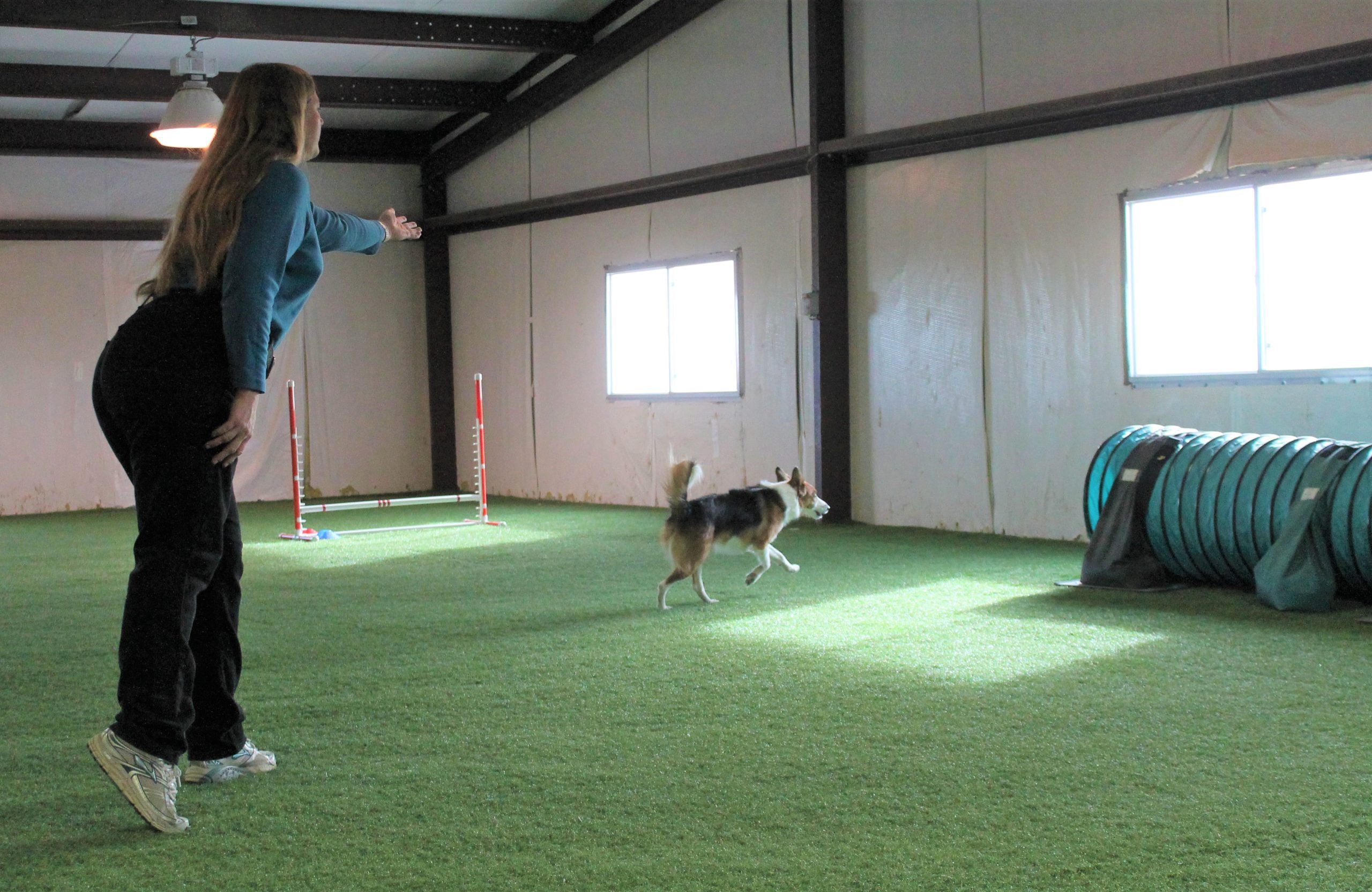 Agility dog being sent 25 feet to a tunnel