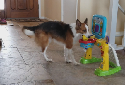 Trick Dog dropping a ball into a basketball hoop