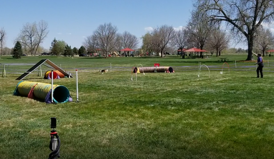 Agility dog working at a distance on course