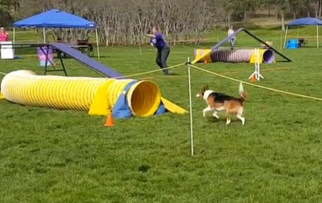 Agility dog discriminating obstacles