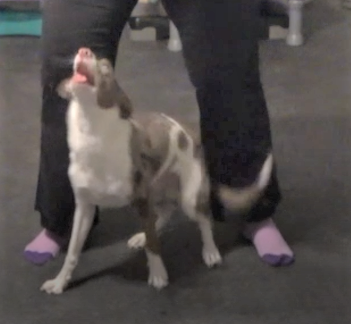 Trick dog in the second phase of scoot trick