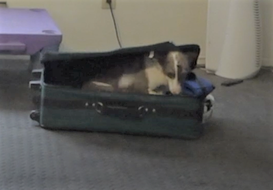 Trick dog inside a suitcase