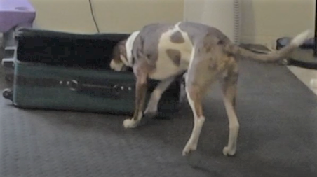 Trick dog opening a suitcase to get in