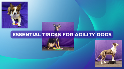 Essential Tricks for Agility Dogs course photo