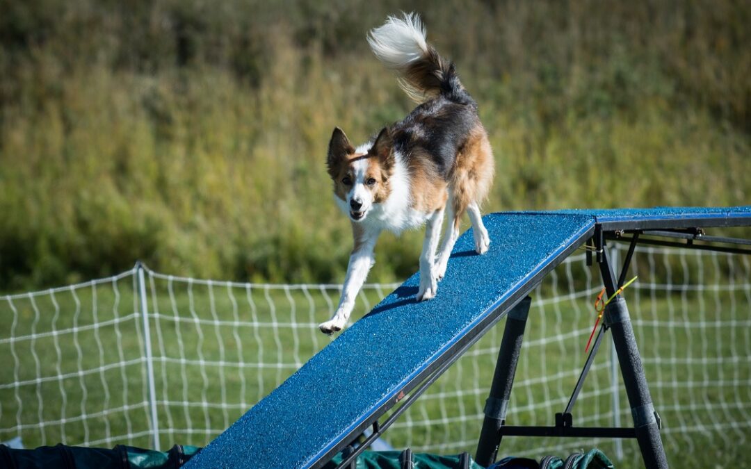 Time to Stop Telling Dog Agility Handlers to “Run Faster”
