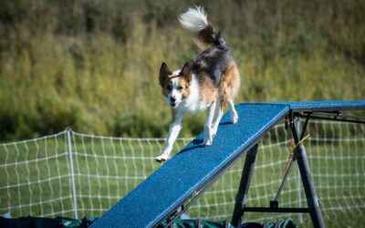 Time to Stop Telling Dog Agility Handlers to “Run Faster”