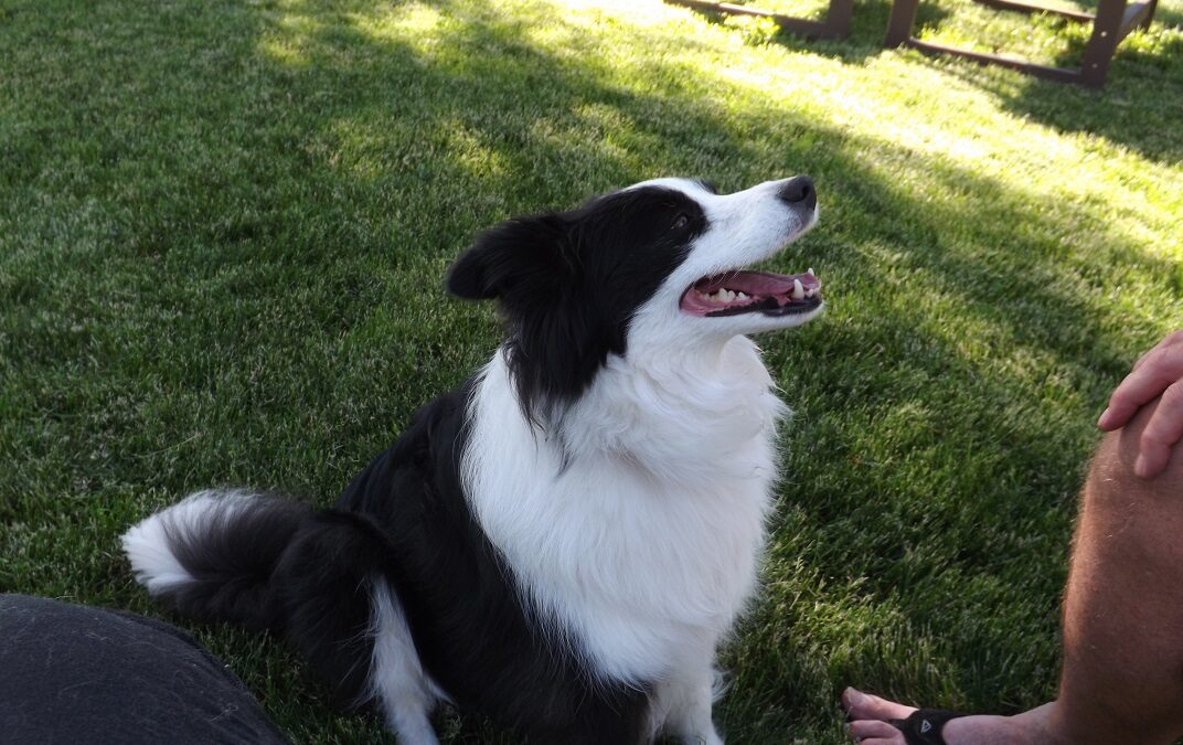 Environmental Cues in Dog Training – Avoid This Mistake