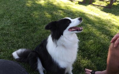 Environmental Cues in Dog Training – Avoid This Mistake