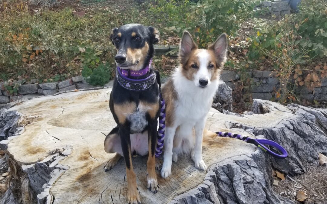 Yes, Sit and Down Are Dog Tricks