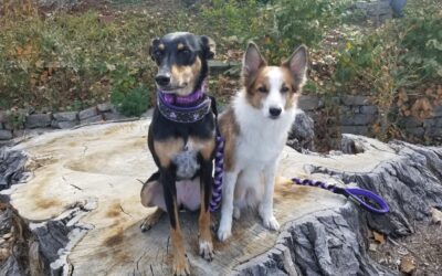 Yes, Sit and Down Are Dog Tricks