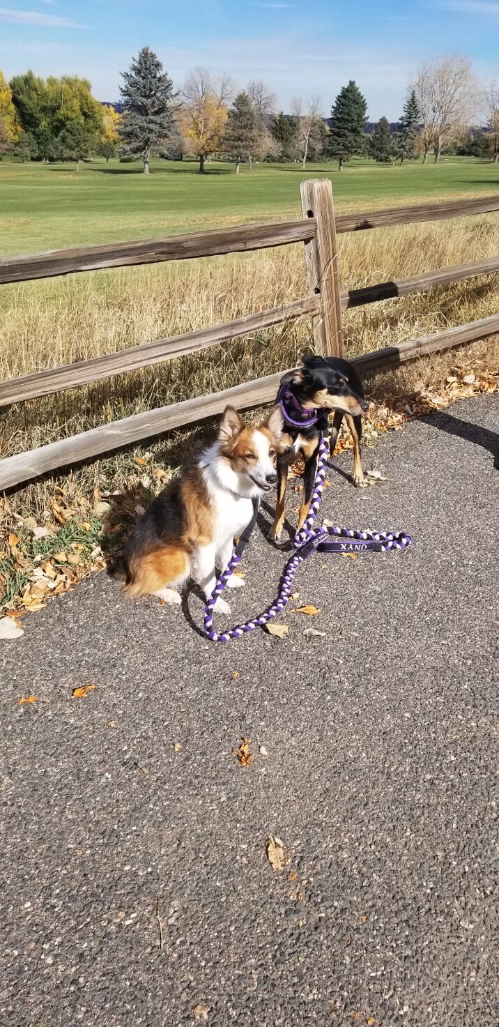 Two dogs politely waiting on a path during training