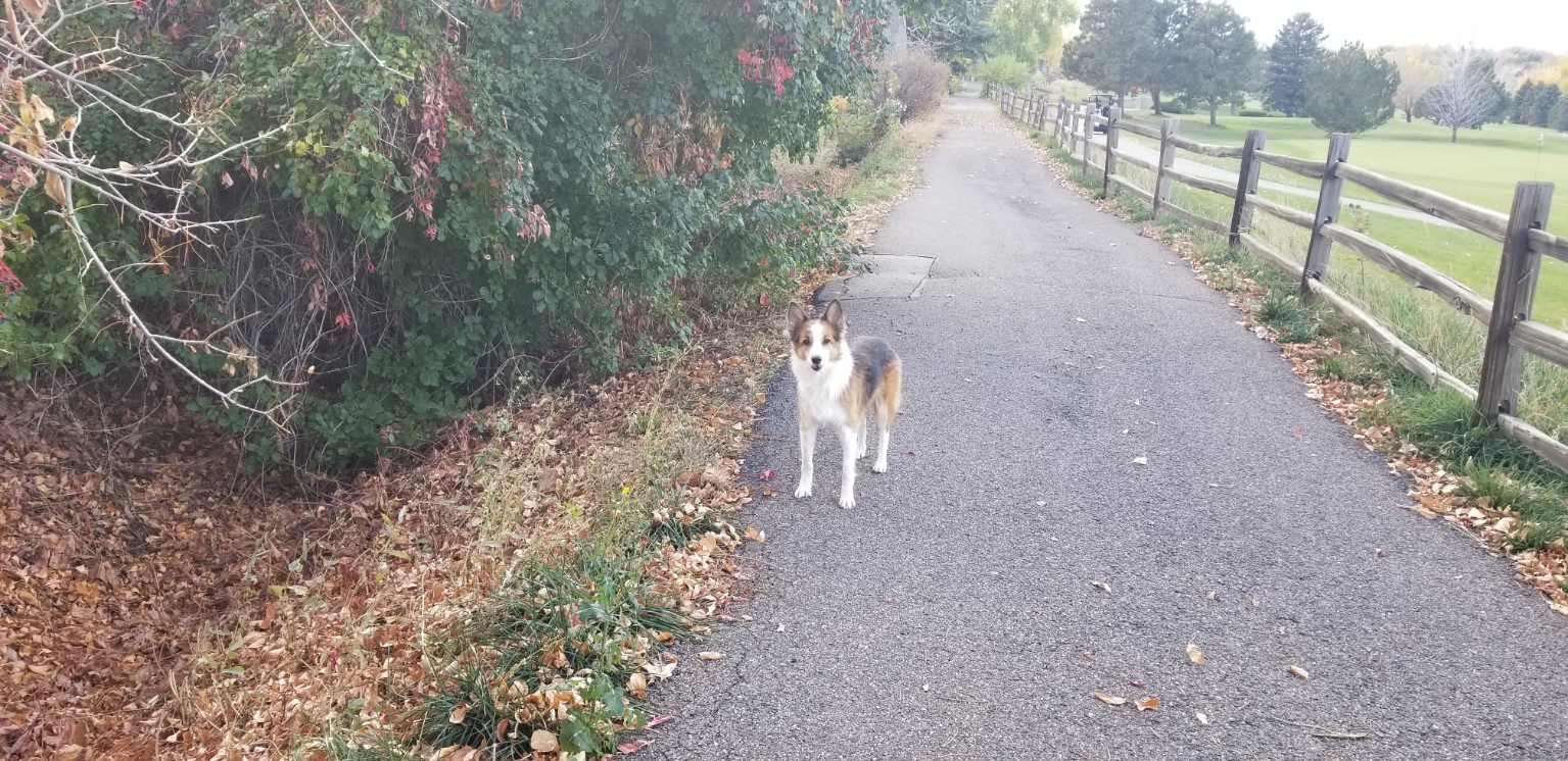 Dog waiting on a path with fall leaves