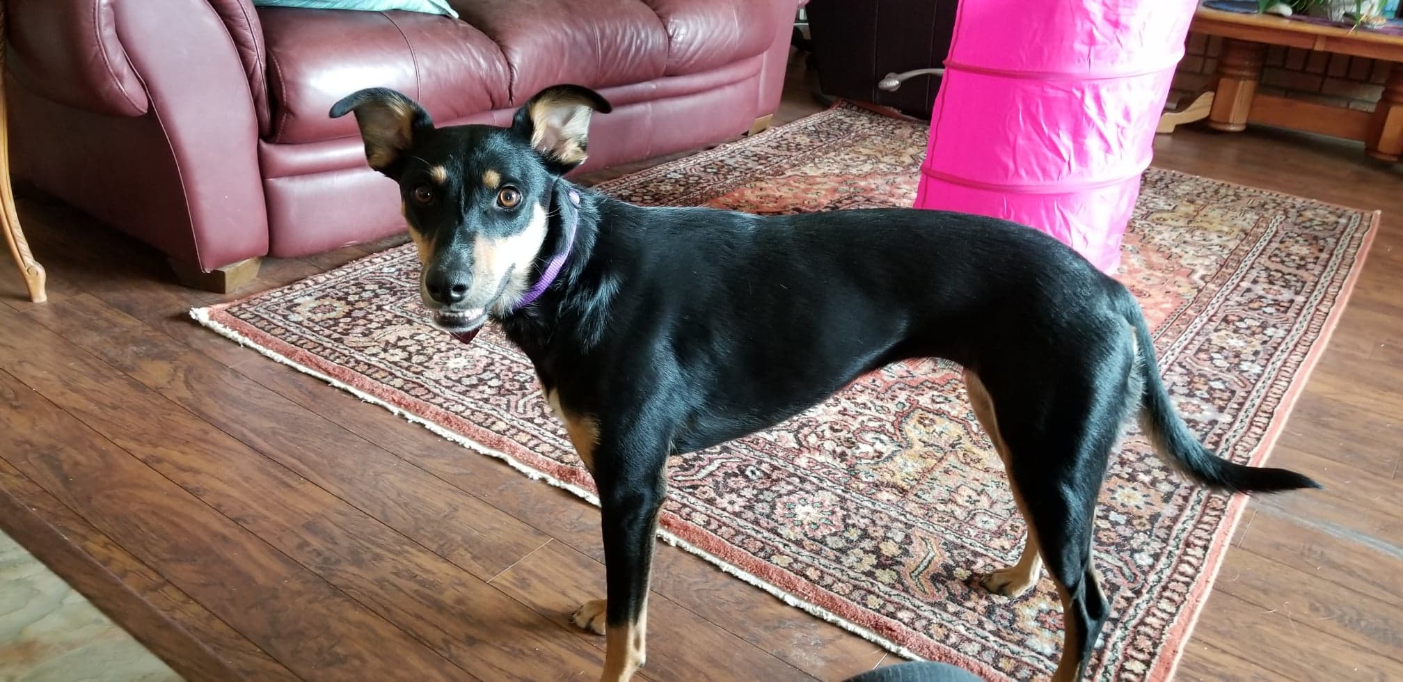 Agility dog standing in the living room