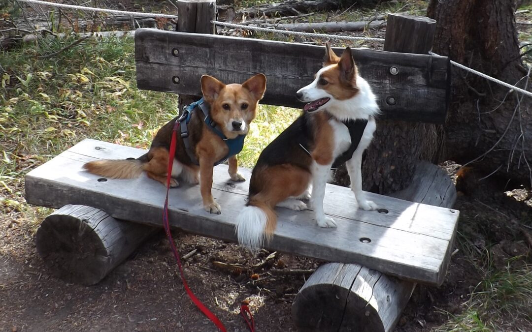 Dog Training: The Thomas Edison Approach