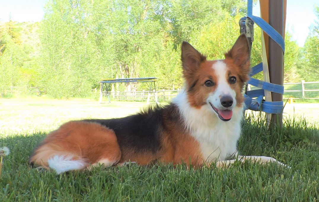 Agility dog resting in the shade