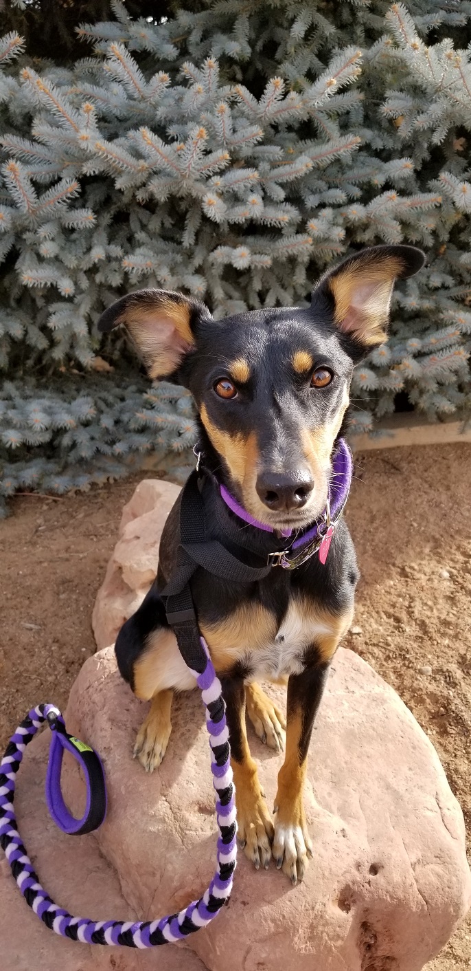 Dog sitting on a rock