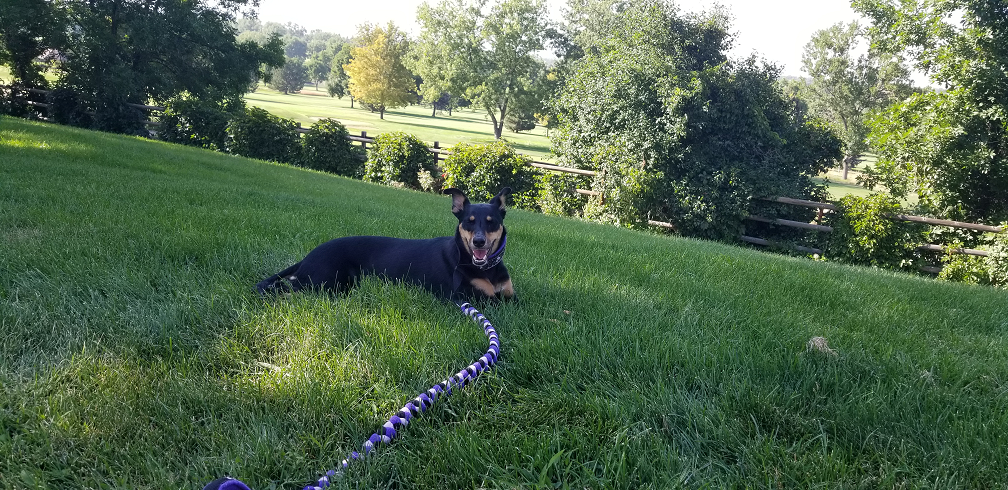 Trick dog relaxing in the park