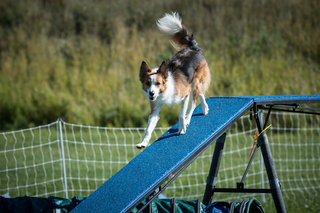 Agility dog navigating the dog walk