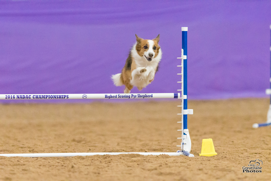Agility dog jumping with purple background